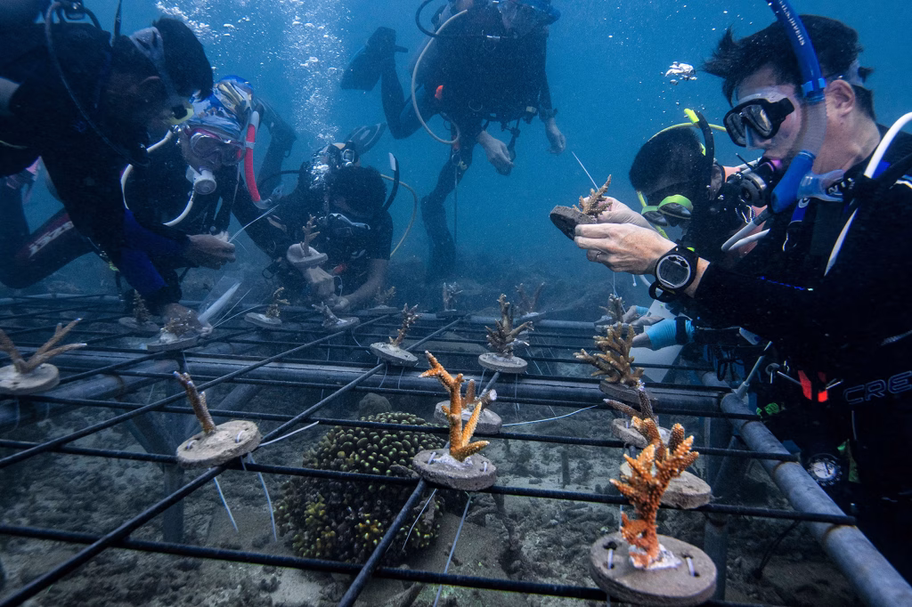 Visitors and locals working together on coral restoration project, showing hands-on conservation participation